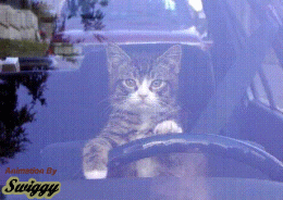 Chat au volant camping-car