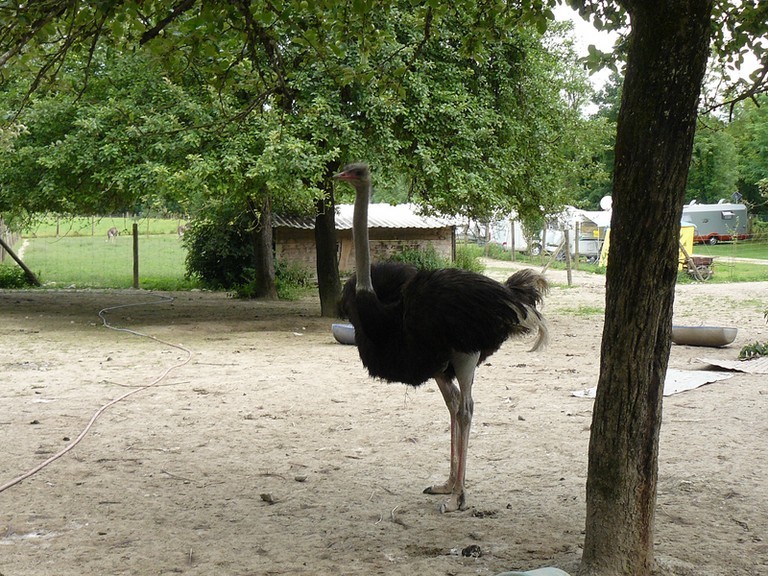 Elevage d'autruche Hauteville-sur-Fier